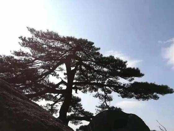 大美黃山奇松怪石