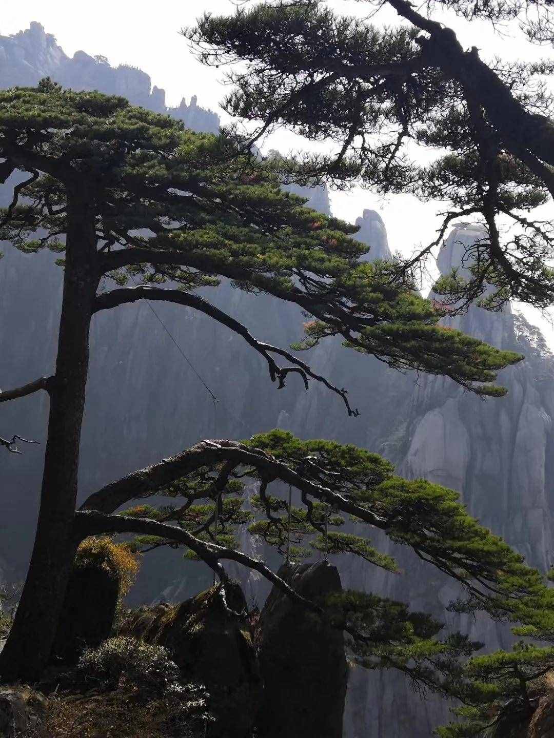 大美黃山奇松怪石