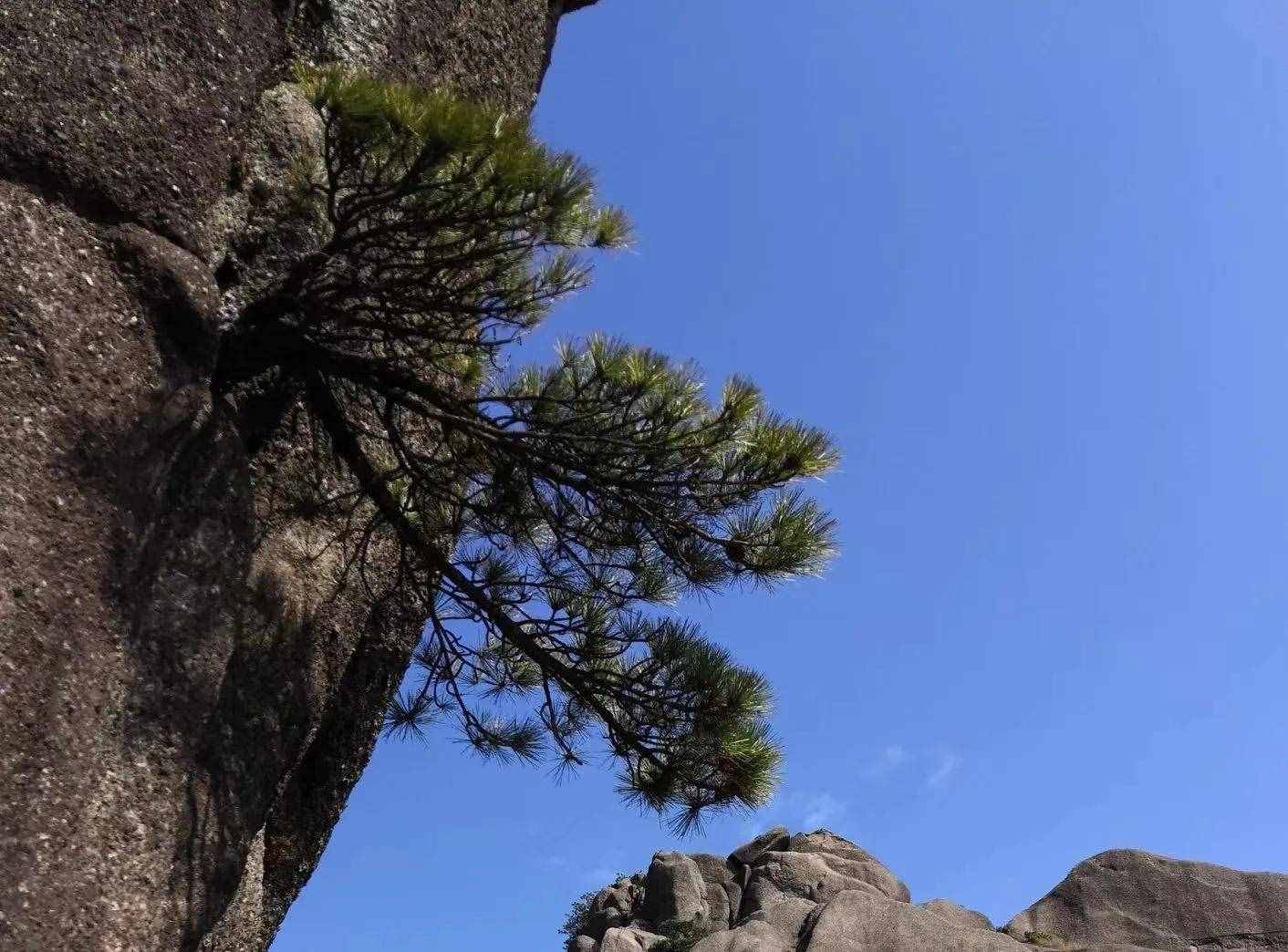 大美黃山奇松怪石