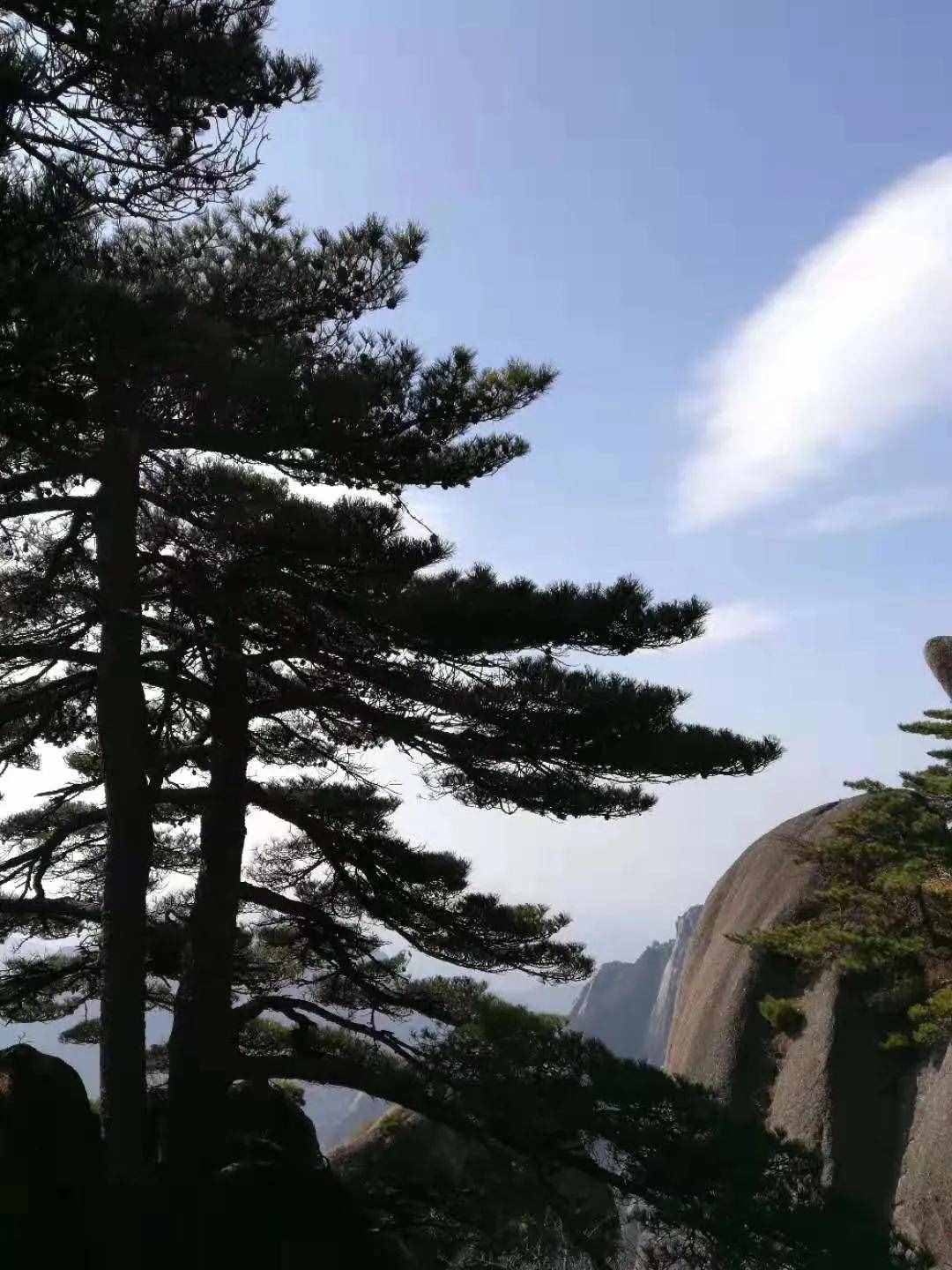 大美黃山奇松怪石