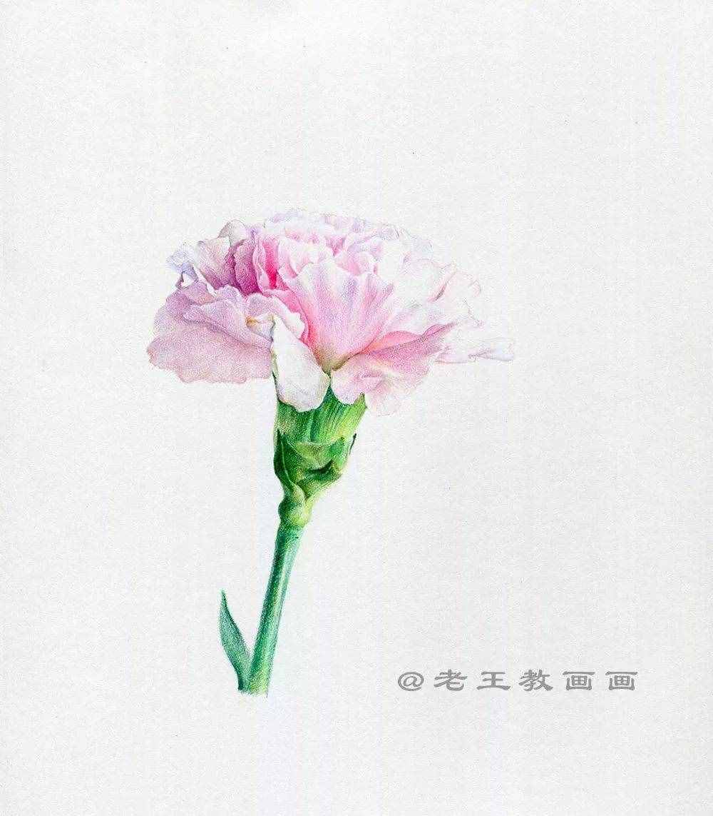 母親節(jié)，畫一朵康乃馨送給媽媽！