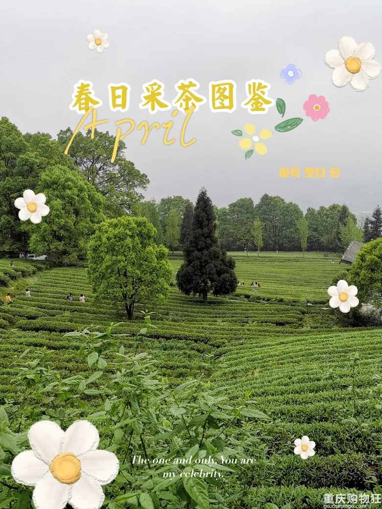 重慶這個茶園號稱“中國版斯里蘭卡”，可采茶制茶，風(fēng)景如畫