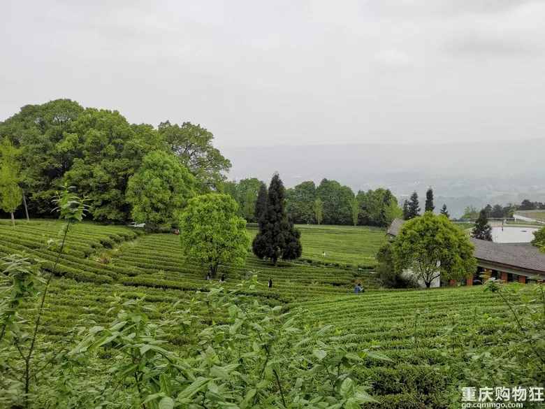 重慶這個茶園號稱“中國版斯里蘭卡”，可采茶制茶，風(fēng)景如畫