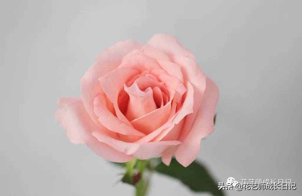 10款粉色玫瑰品種介紹，撩爆你的少女心！