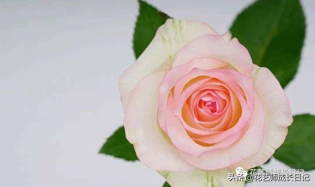 10款粉色玫瑰品種介紹，撩爆你的少女心！