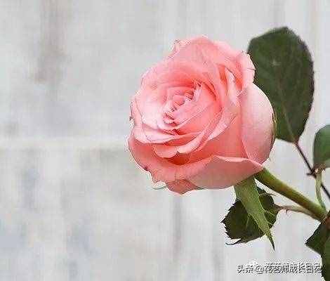 10款粉色玫瑰品種介紹，撩爆你的少女心！