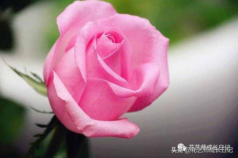 10款粉色玫瑰品種介紹，撩爆你的少女心！