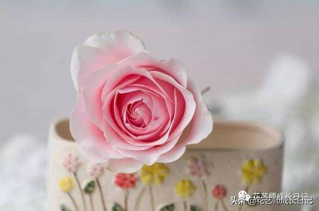 10款粉色玫瑰品種介紹，撩爆你的少女心！