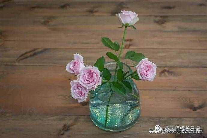 10款粉色玫瑰品種介紹，撩爆你的少女心！
