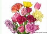 教師節(jié)送花送什么花（送給老師這些花吧）