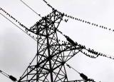 小鳥站在高壓線上為什么不會觸電（小鳥站在高壓線上不會觸電）