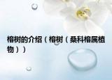 榕樹(shù)的介紹（榕樹(shù)（?？崎艑僦参铮? /></span></a>
                        <h2><a href=