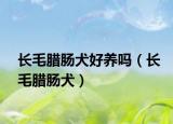 長毛臘腸犬好養(yǎng)嗎（長毛臘腸犬）