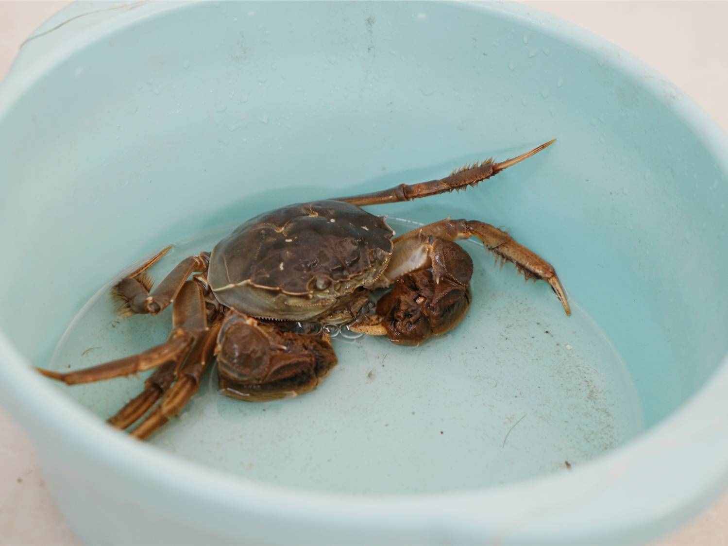 吃蟹季節(jié)到，大閘蟹買多了，怎么保存？大閘蟹怎么才做好吃？