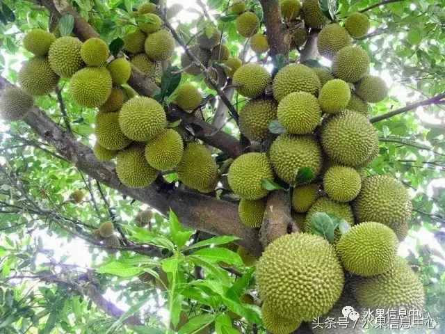 史上最全榴蓮品種產(chǎn)地分類大全
