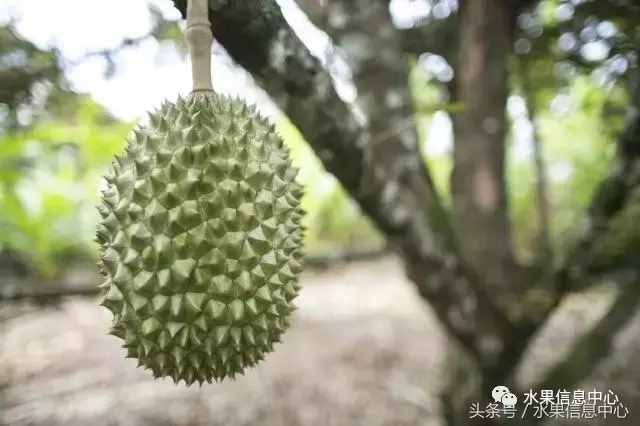 史上最全榴蓮品種產(chǎn)地分類大全