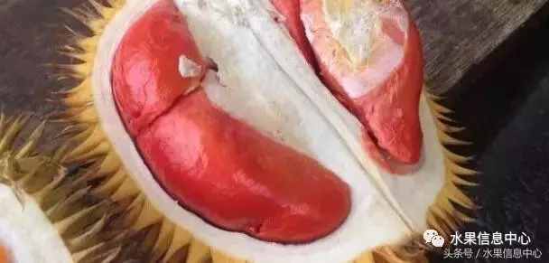 史上最全榴蓮品種產(chǎn)地分類大全