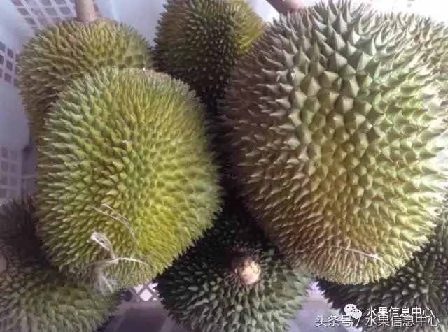 史上最全榴蓮品種產(chǎn)地分類大全
