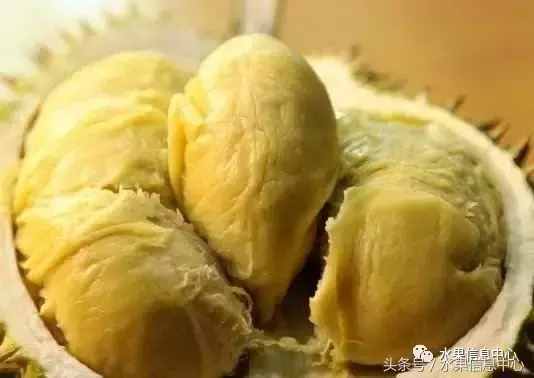 史上最全榴蓮品種產(chǎn)地分類大全