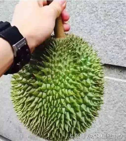 史上最全榴蓮品種產(chǎn)地分類大全