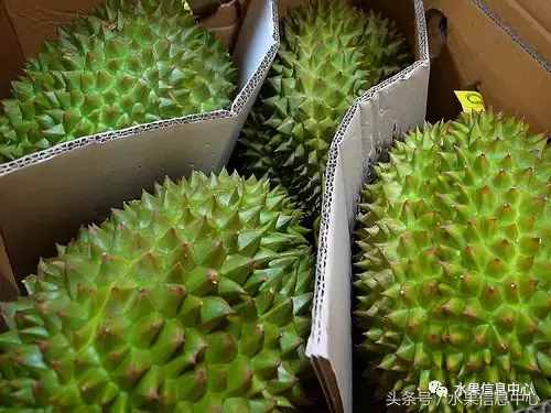史上最全榴蓮品種產(chǎn)地分類大全