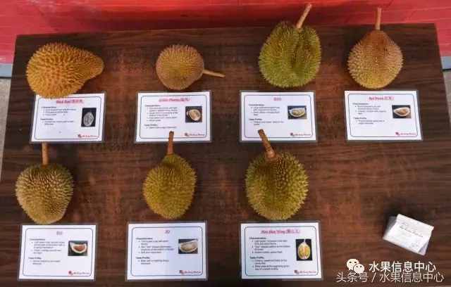 史上最全榴蓮品種產(chǎn)地分類大全