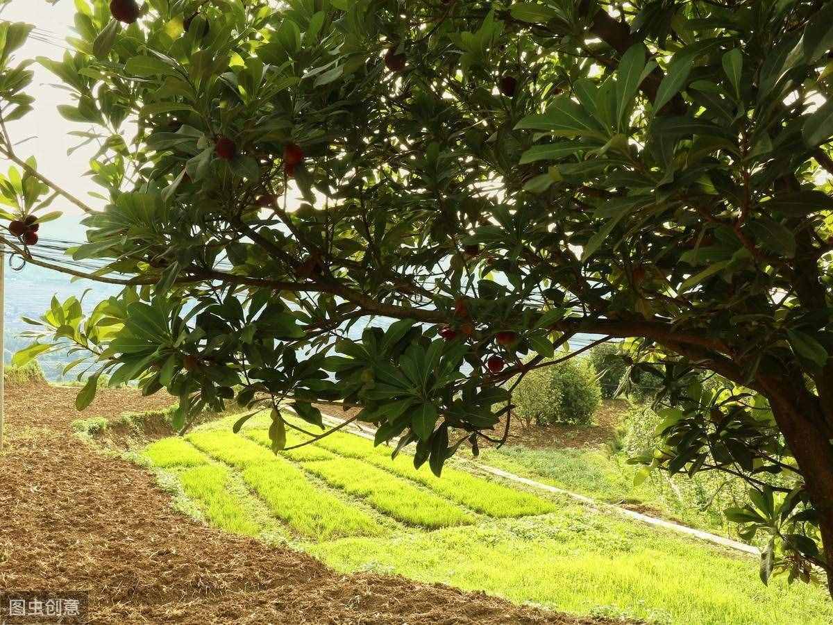 最具中國風(fēng)的水果楊梅，經(jīng)常吃有什么功效？看醫(yī)生怎么說