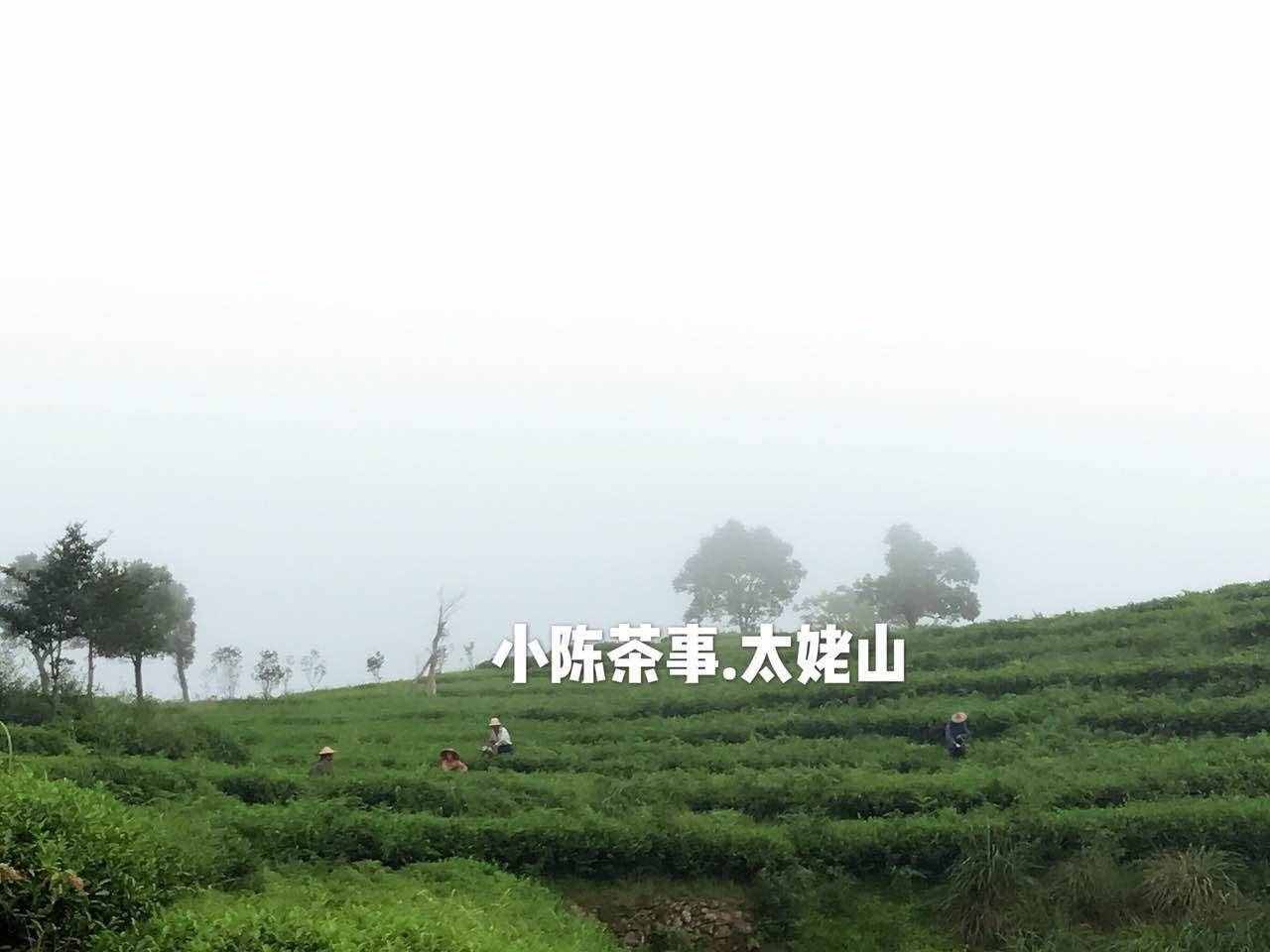 秋季，該喝什么茶？綠茶、白茶、普洱茶、武夷巖茶還是紅茶？
