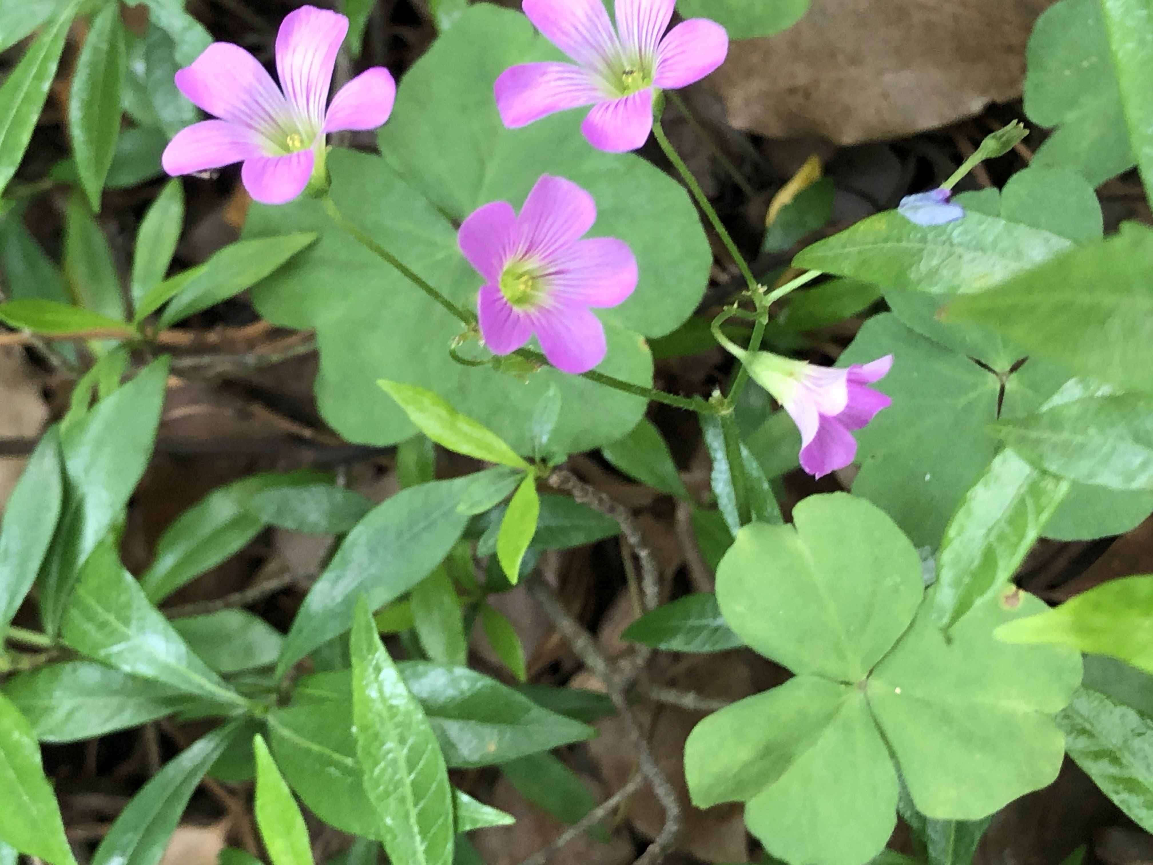 《德伯家的苔絲》：苔絲的性格害了自己