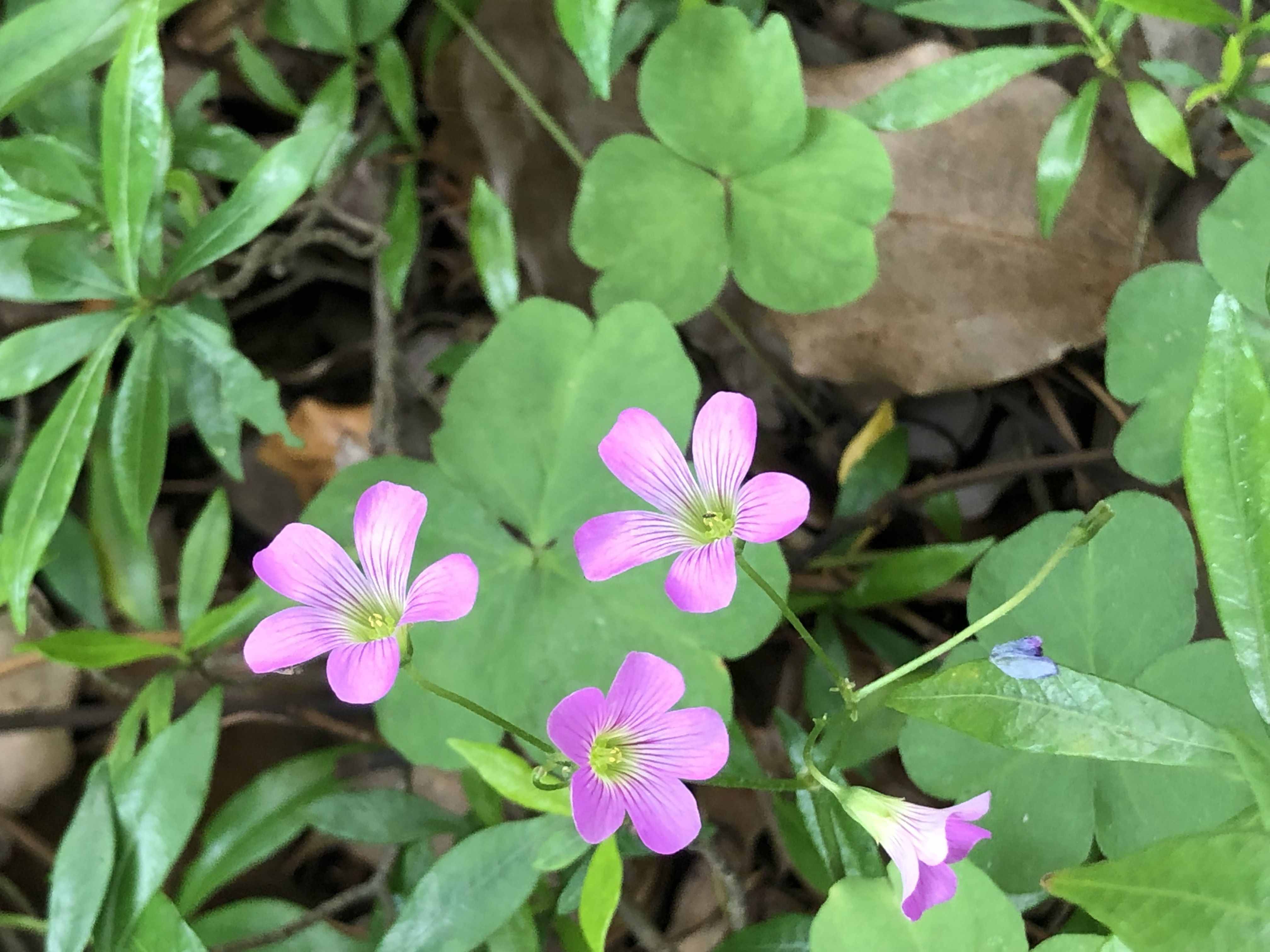 《德伯家的苔絲》：苔絲的性格害了自己