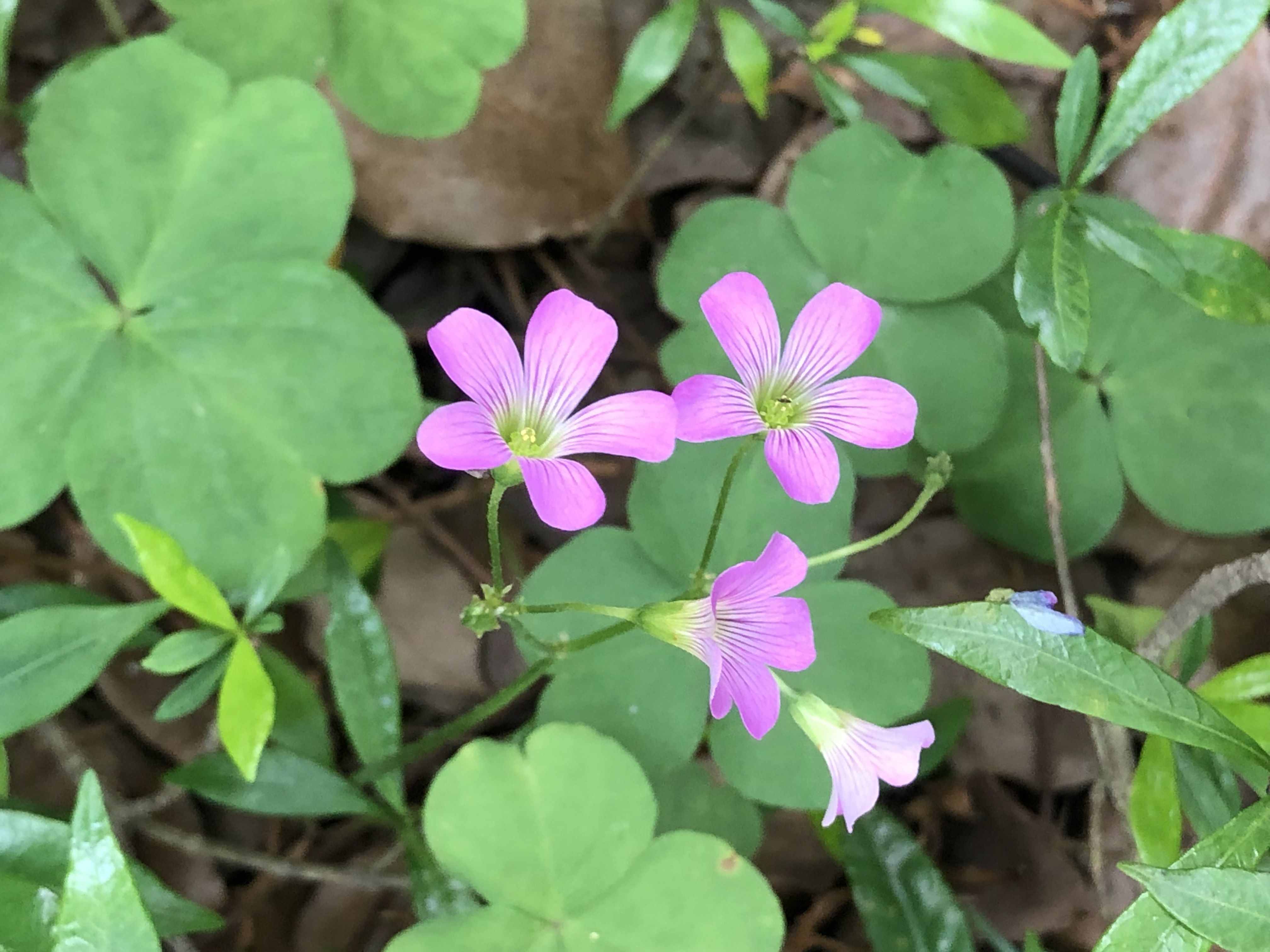 《德伯家的苔絲》：苔絲的性格害了自己