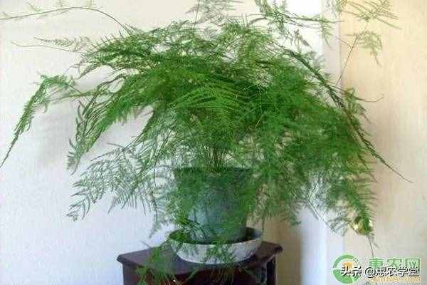 教師節(jié)即將到來，送老師什么花好？這七種再適合不過