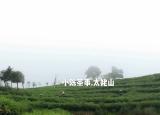 秋天喝什么茶好（秋季該喝什么茶）
