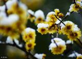 臘梅花的功效（原來臘梅花有這么多的神奇功效）