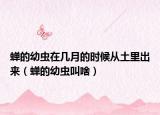 蟬的幼蟲在幾月的時候從土里出來（蟬的幼蟲叫啥）