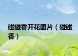 碰碰香開花圖片（碰碰香）