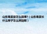 山東毒姜是怎么回事?（山東毒姜長(zhǎng)什么樣子怎么辨別呢）