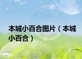 本城小百合圖片（本城小百合）