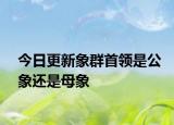 今日更新象群首領(lǐng)是公象還是母象