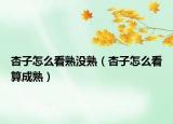 杏子怎么看熟沒熟（杏子怎么看算成熟）