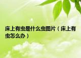 床上有蟲是什么蟲圖片（床上有蟲怎么辦）