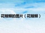 花鰻鱺的圖片（花鰻鱺）