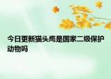 今日更新貓頭鷹是國(guó)家二級(jí)保護(hù)動(dòng)物嗎
