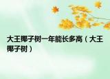 大王椰子樹(shù)一年能長(zhǎng)多高（大王椰子樹(shù)）