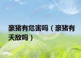 豪豬有危害嗎（豪豬有天敵嗎）