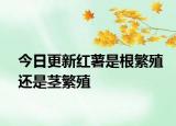 今日更新紅薯是根繁殖還是莖繁殖