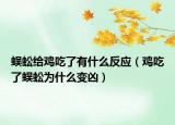 蜈蚣給雞吃了有什么反應（雞吃了蜈蚣為什么變兇）
