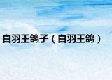 白羽王鴿子（白羽王鴿）