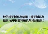 種的柚子樹幾年結(jié)果（柚子樹幾年結(jié)果 柚子樹要種植幾年才能結(jié)果）