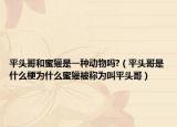 平頭哥和蜜獾是一種動物嗎?（平頭哥是什么梗為什么蜜獾被稱為叫平頭哥）
